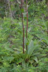 Groovestem Indian plantain